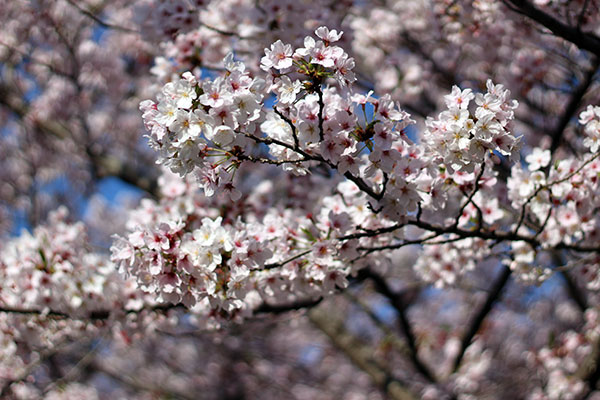 満開の桜